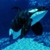 killerwhale